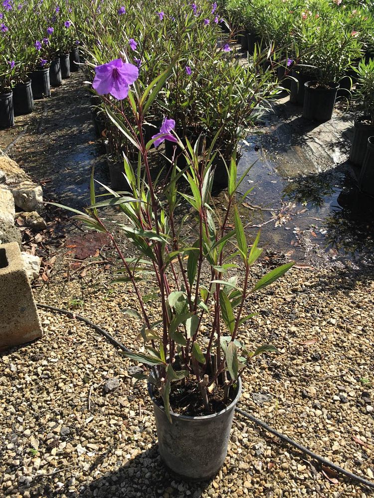 ruellia-brittoniana-purple-showers-mexican-bluebell-mexican-petunia