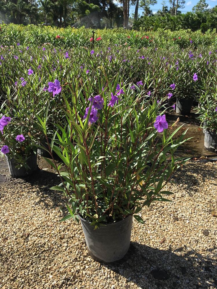 ruellia-brittoniana-purple-showers-mexican-bluebell-mexican-petunia