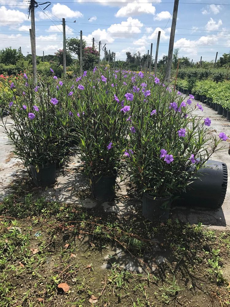 ruellia-brittoniana-purple-showers-mexican-bluebell-mexican-petunia