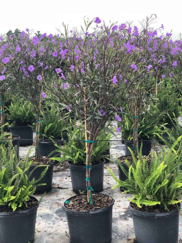 ruellia-brittoniana-purple-showers-mexican-bluebell-mexican-petunia