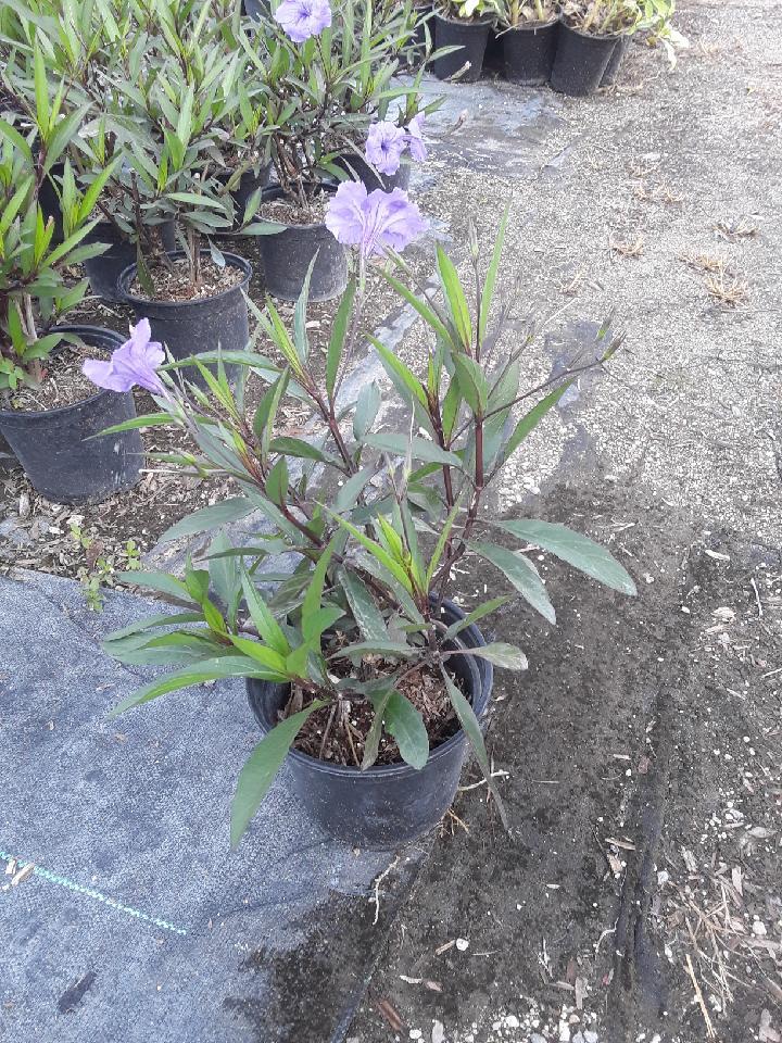 ruellia-brittoniana-purple-showers-mexican-bluebell-mexican-petunia