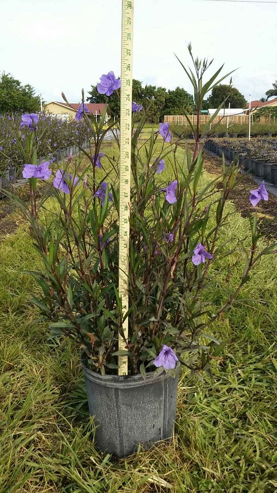 ruellia-brittoniana-purple-showers-mexican-bluebell-mexican-petunia