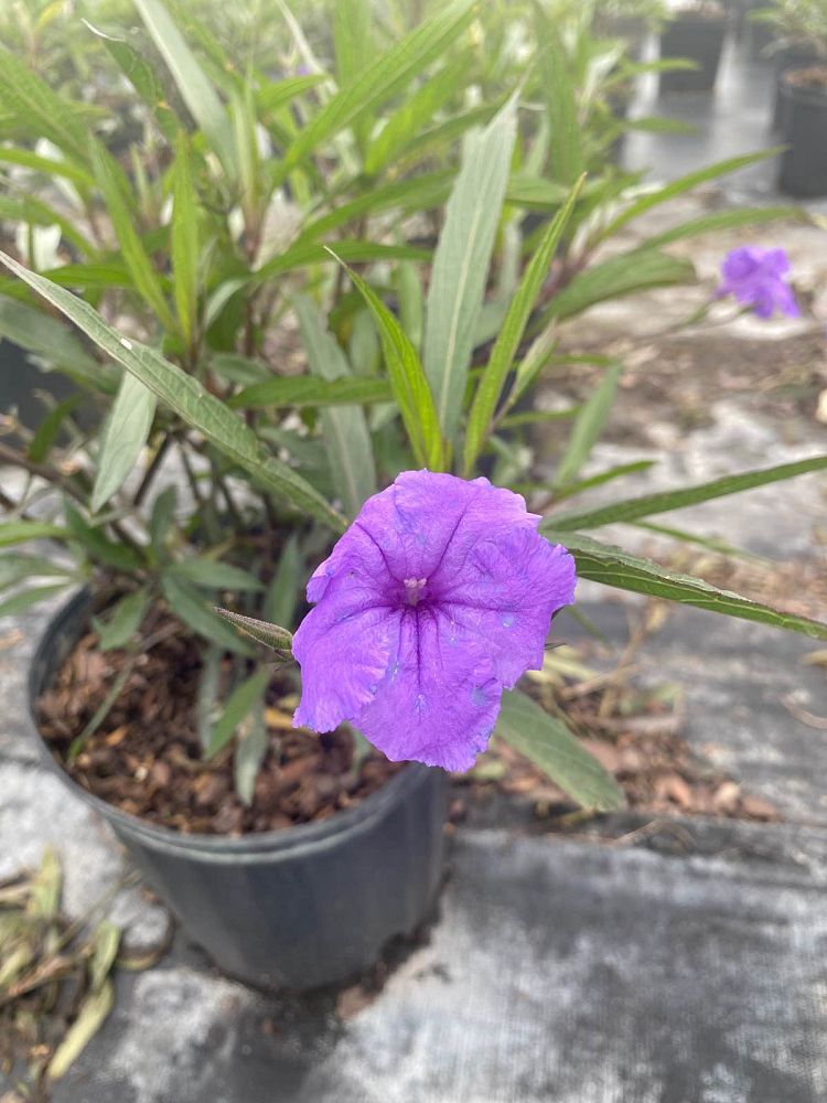 ruellia-brittoniana-purple-showers-mexican-bluebell-mexican-petunia