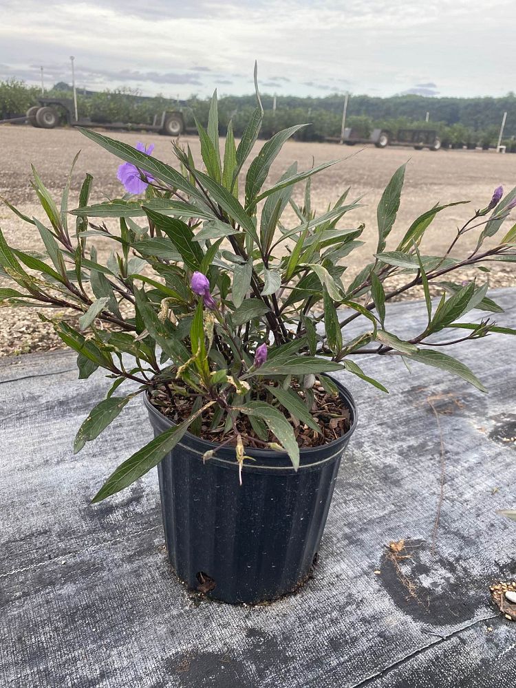 ruellia-brittoniana-purple-showers-mexican-bluebell-mexican-petunia