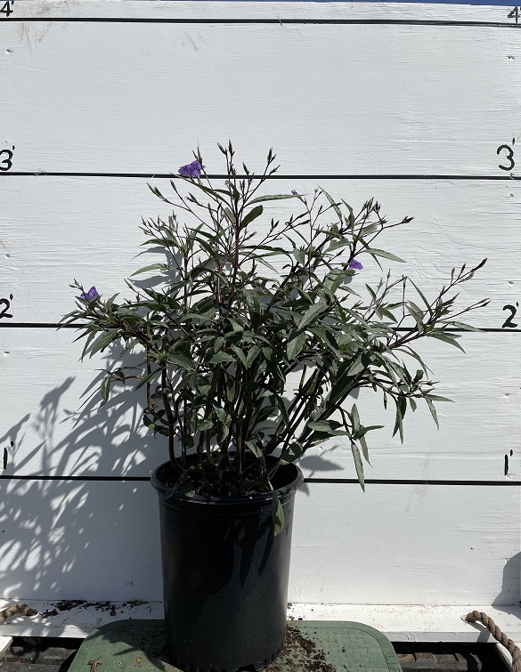 ruellia-brittoniana-purple-showers-mexican-bluebell-mexican-petunia