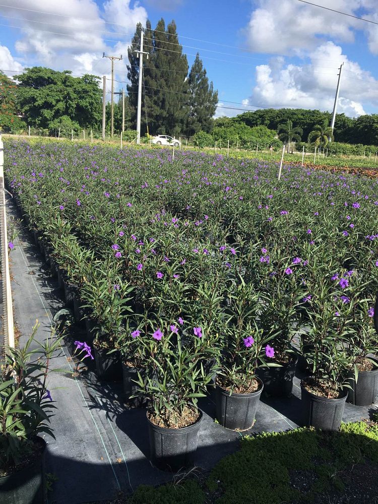 ruellia-brittoniana-purple-showers-mexican-bluebell-mexican-petunia