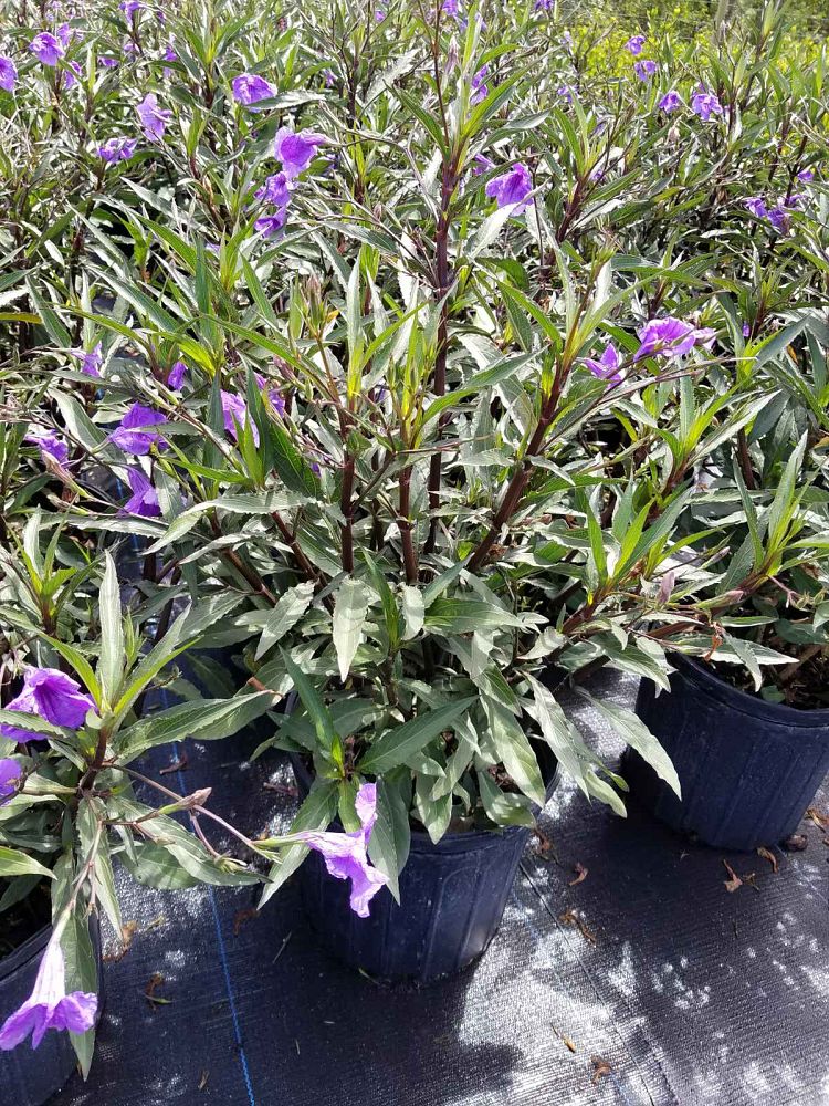 ruellia-brittoniana-purple-showers-mexican-bluebell-mexican-petunia