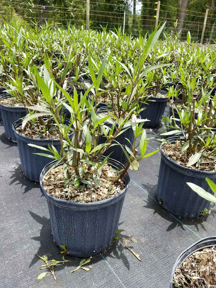 ruellia-brittoniana-purple-showers-mexican-bluebell-mexican-petunia
