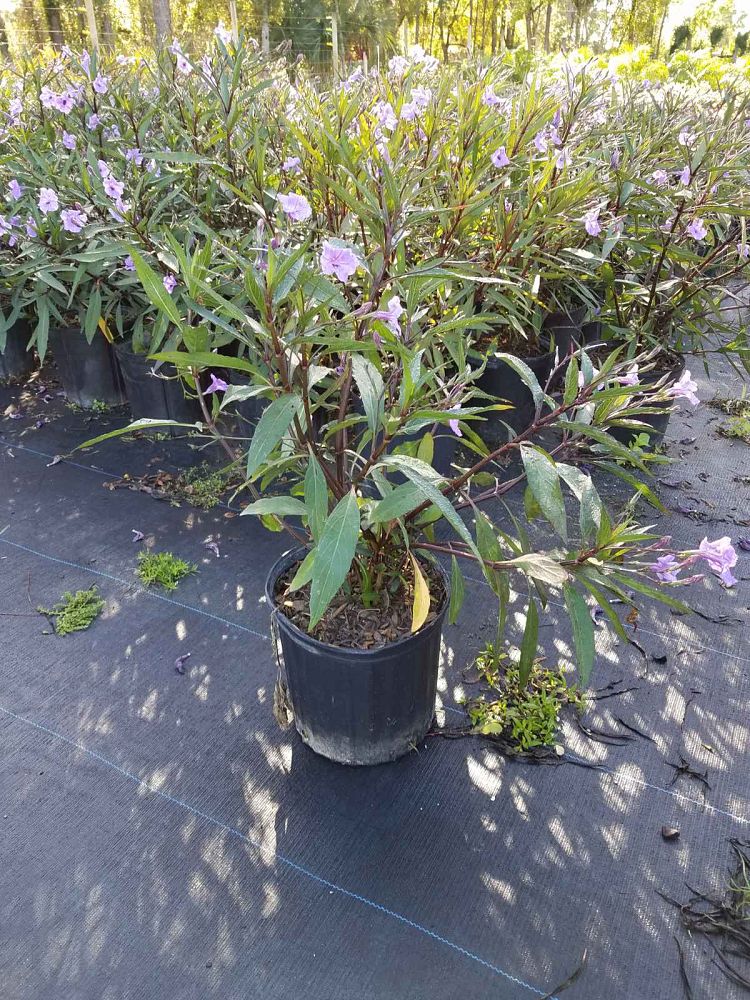 ruellia-brittoniana-purple-showers-mexican-bluebell-mexican-petunia