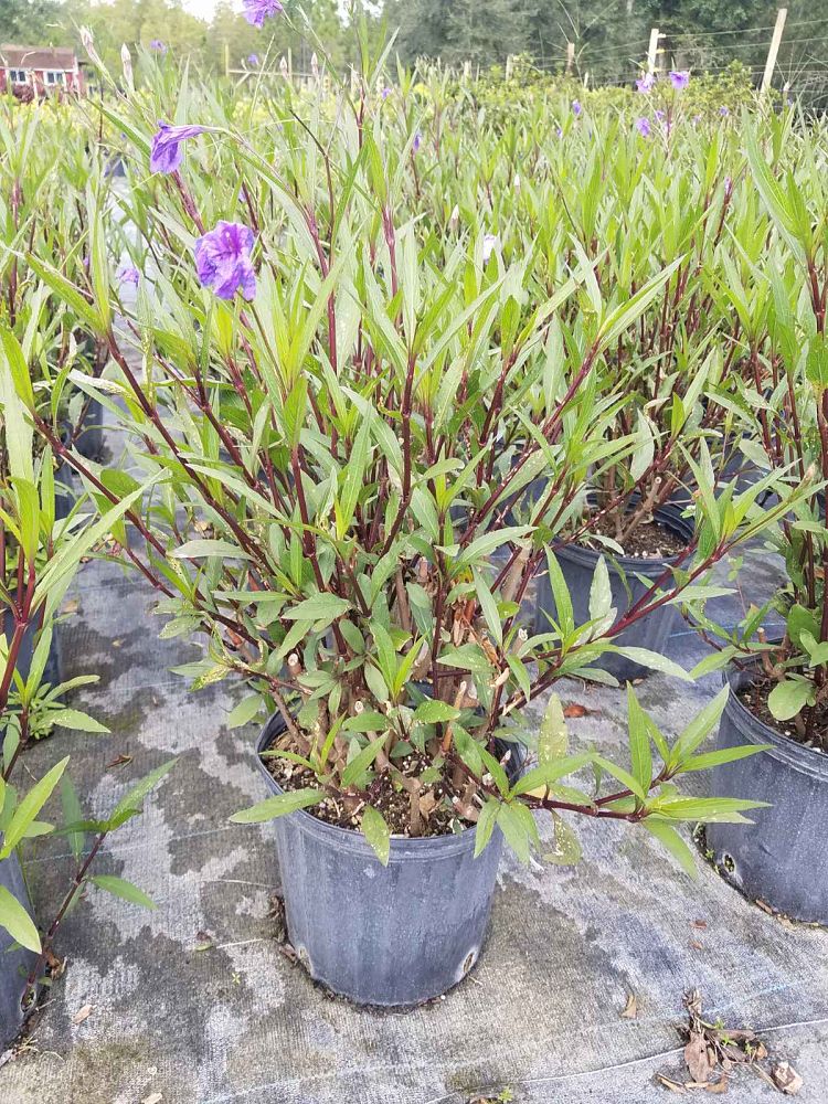 ruellia-brittoniana-purple-showers-mexican-bluebell-mexican-petunia