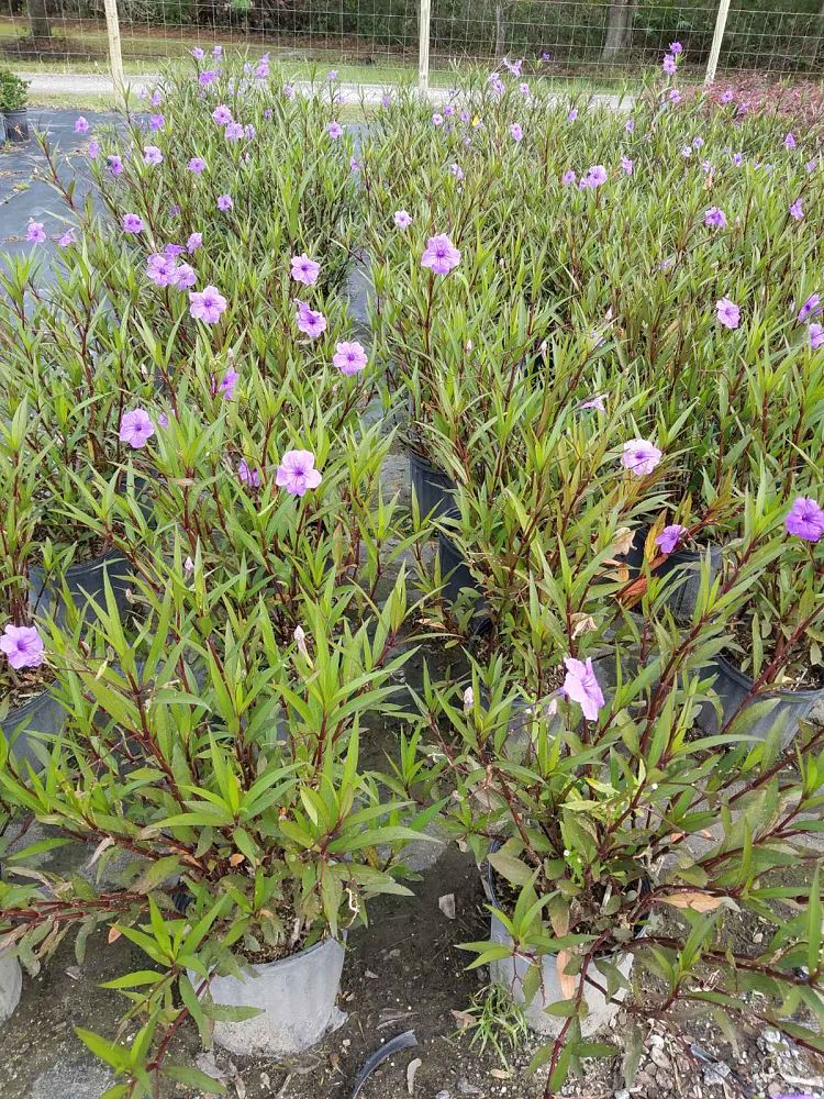 ruellia-brittoniana-purple-showers-mexican-bluebell-mexican-petunia