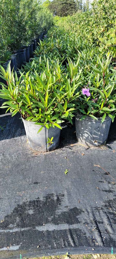 ruellia-brittoniana-purple-showers-mexican-bluebell-mexican-petunia