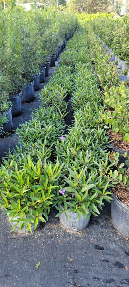 ruellia-brittoniana-purple-showers-mexican-bluebell-mexican-petunia