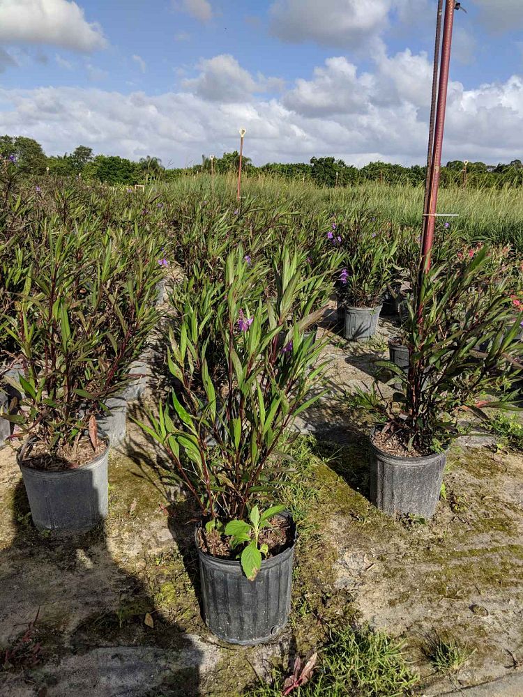 ruellia-brittoniana-purple-showers-mexican-bluebell-mexican-petunia