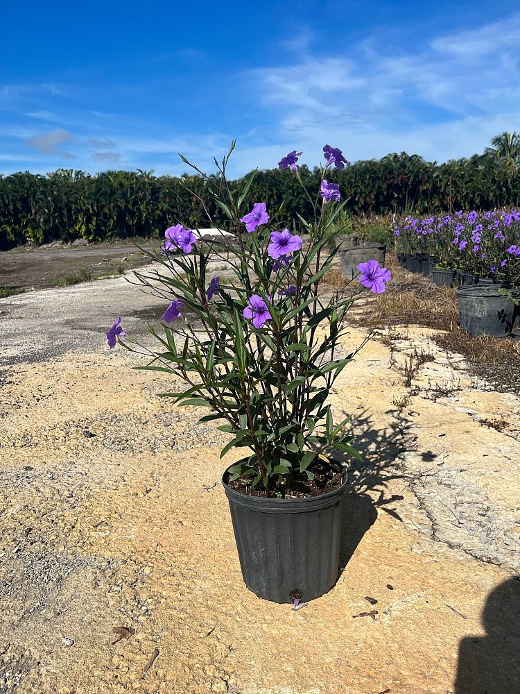 ruellia-brittoniana-purple-showers-mexican-bluebell-mexican-petunia