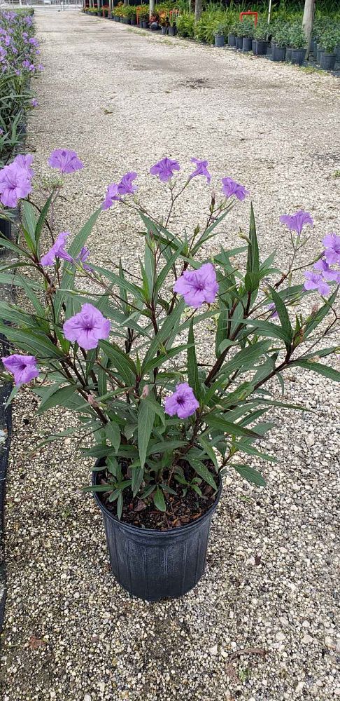 ruellia-brittoniana-purple-showers-mexican-bluebell-mexican-petunia