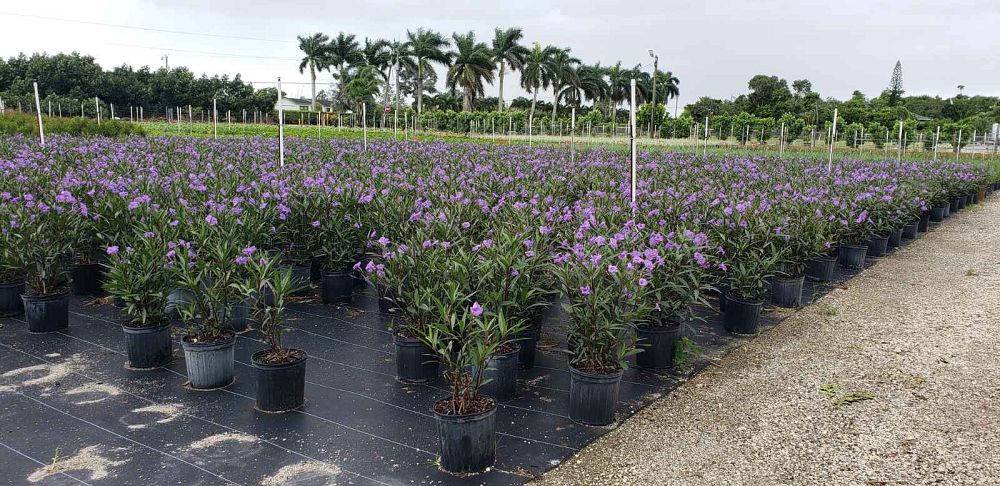 ruellia-brittoniana-purple-showers-mexican-bluebell-mexican-petunia