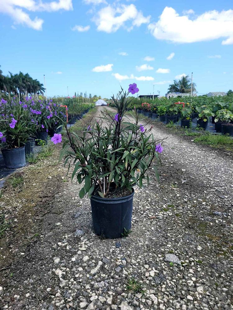 ruellia-brittoniana-purple-showers-mexican-bluebell-mexican-petunia
