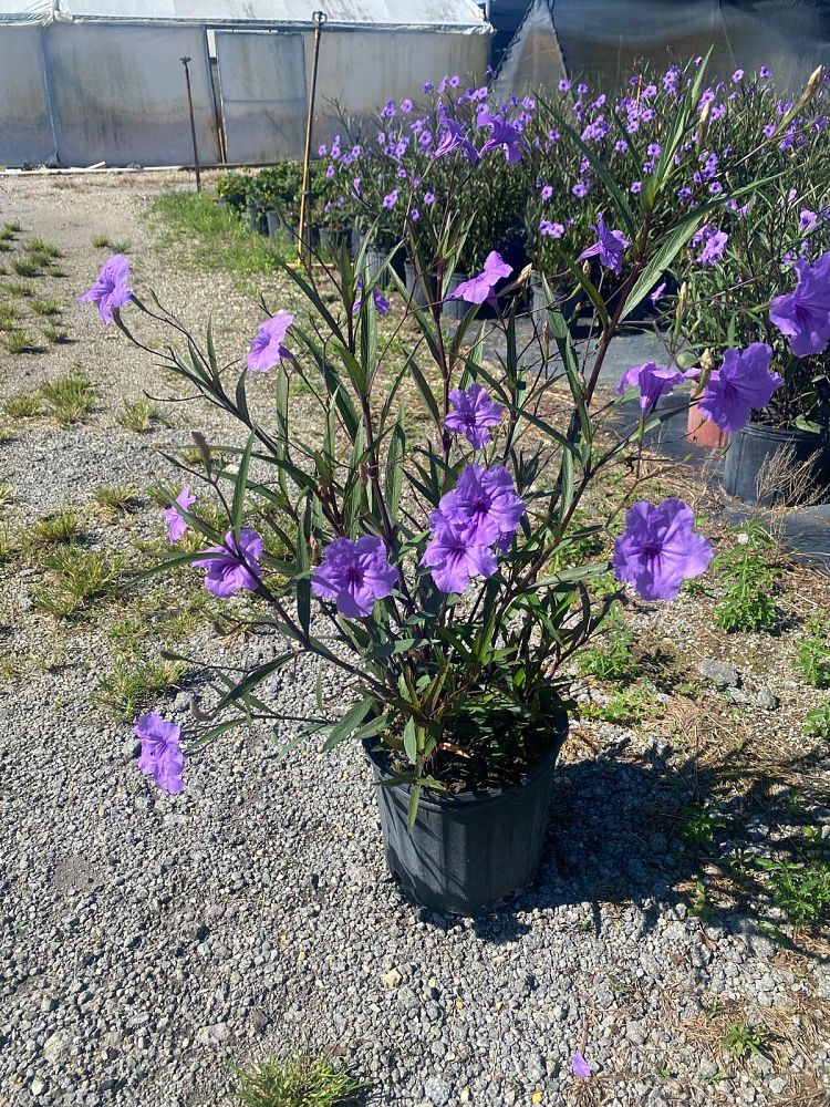 ruellia-brittoniana-purple-showers-mexican-bluebell-mexican-petunia