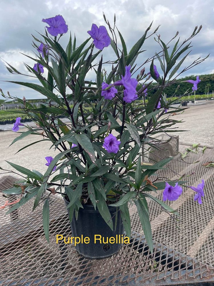 ruellia-brittoniana-purple-showers-mexican-bluebell-mexican-petunia