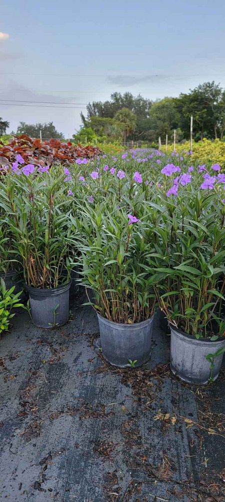 ruellia-brittoniana-purple-showers-mexican-bluebell-mexican-petunia