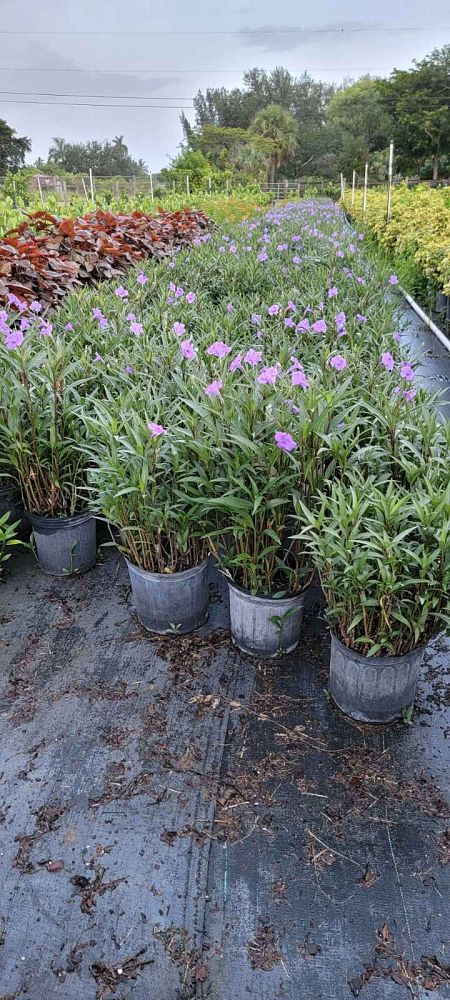 ruellia-brittoniana-purple-showers-mexican-bluebell-mexican-petunia