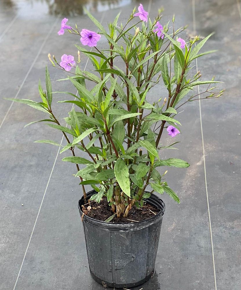 ruellia-brittoniana-purple-showers-mexican-bluebell-mexican-petunia
