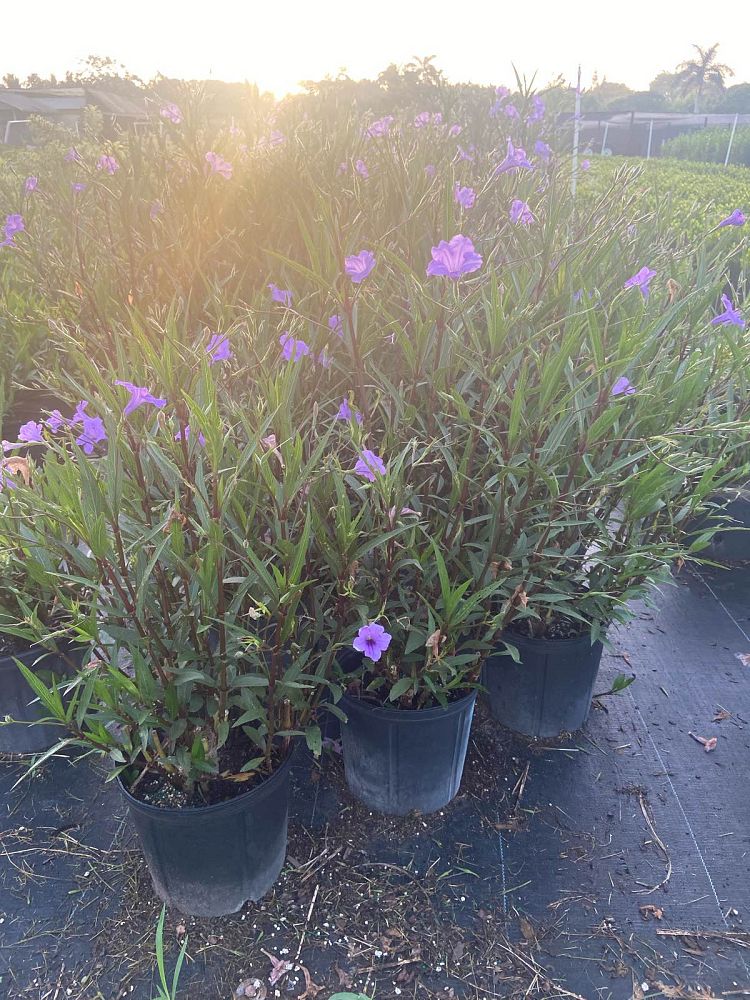 ruellia-brittoniana-purple-showers-mexican-bluebell-mexican-petunia