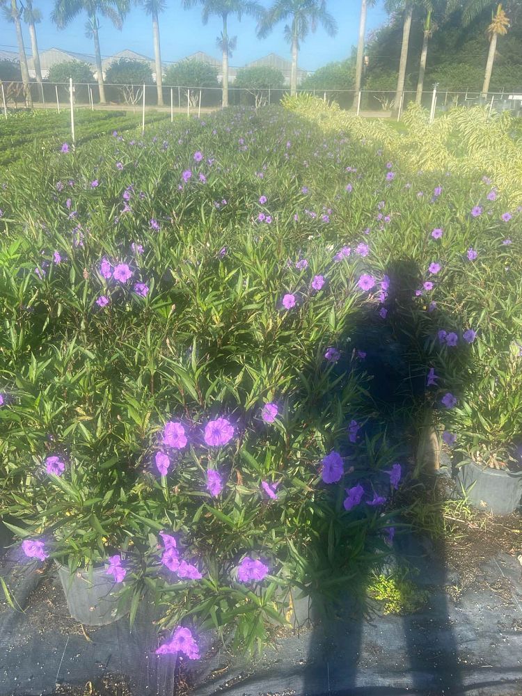 ruellia-brittoniana-purple-showers-mexican-bluebell-mexican-petunia