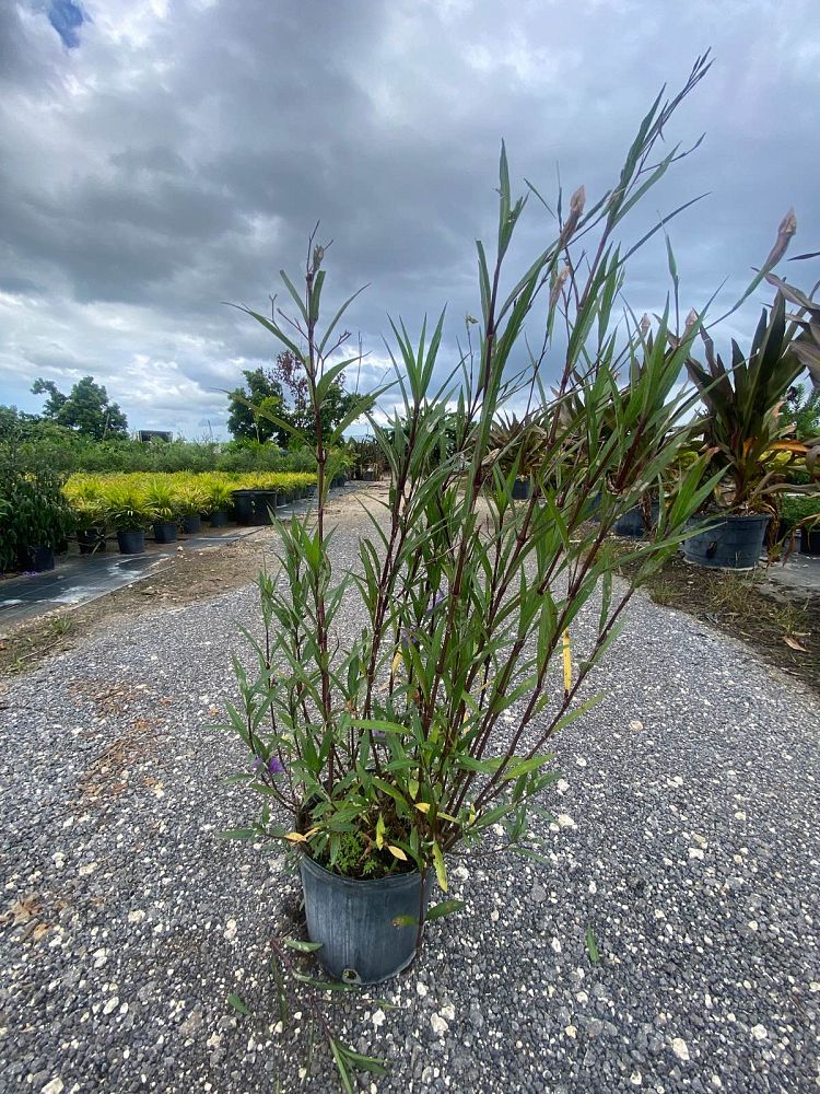 ruellia-brittoniana-purple-showers-mexican-bluebell-mexican-petunia