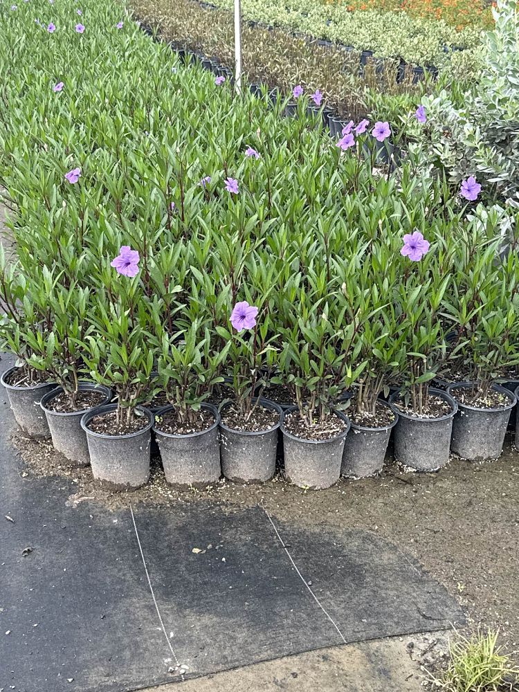 ruellia-brittoniana-purple-showers-mexican-bluebell-mexican-petunia