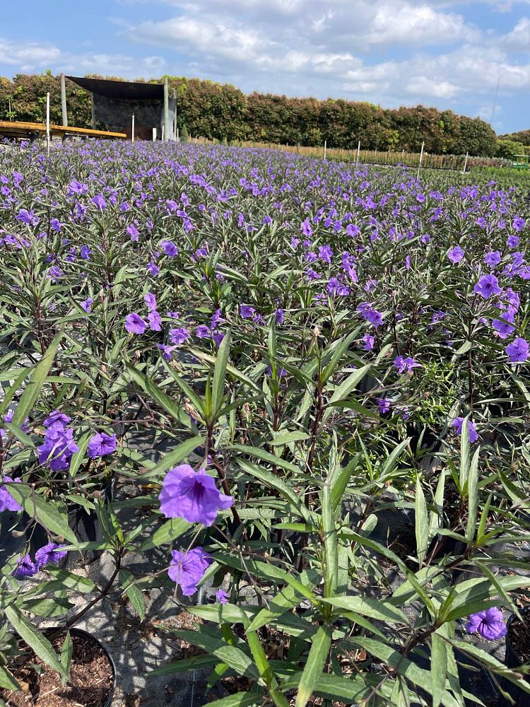 ruellia-brittoniana-purple-showers-mexican-bluebell-mexican-petunia