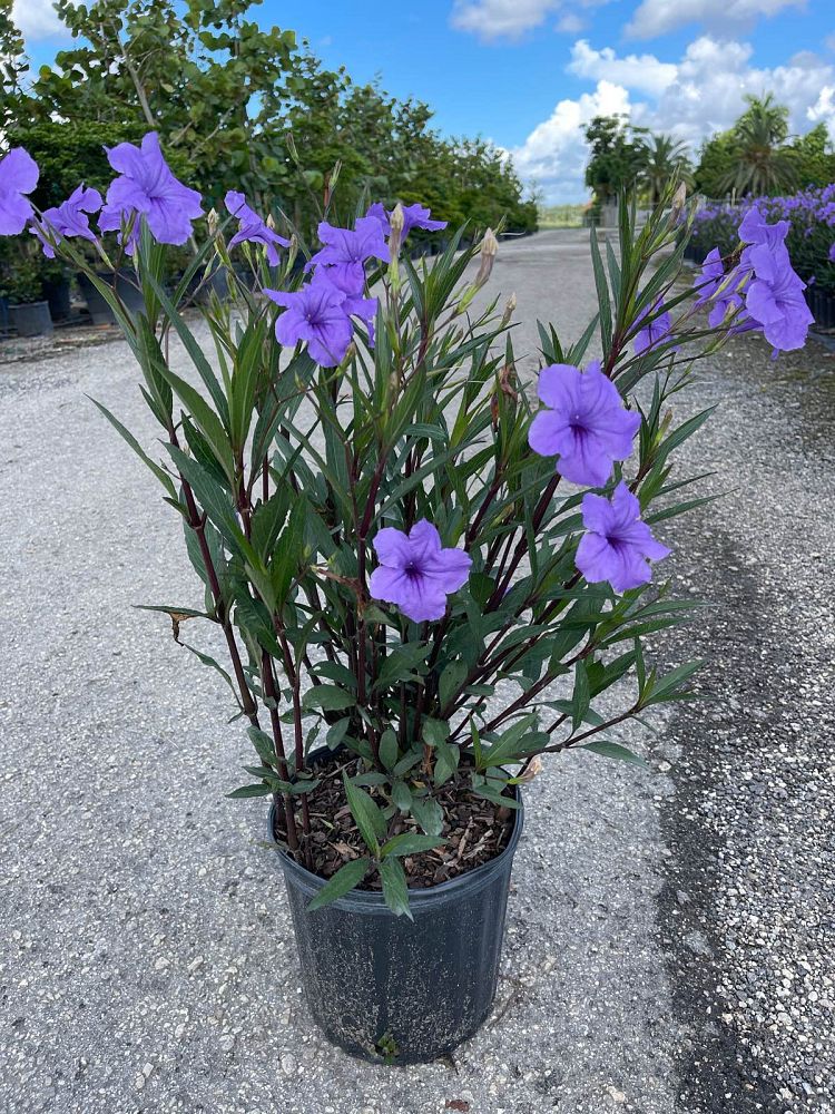 ruellia-brittoniana-purple-showers-mexican-bluebell-mexican-petunia