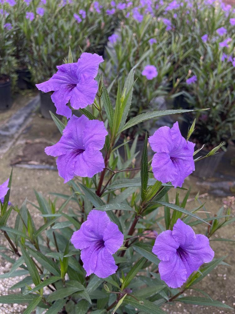 ruellia-brittoniana-purple-showers-mexican-bluebell-mexican-petunia