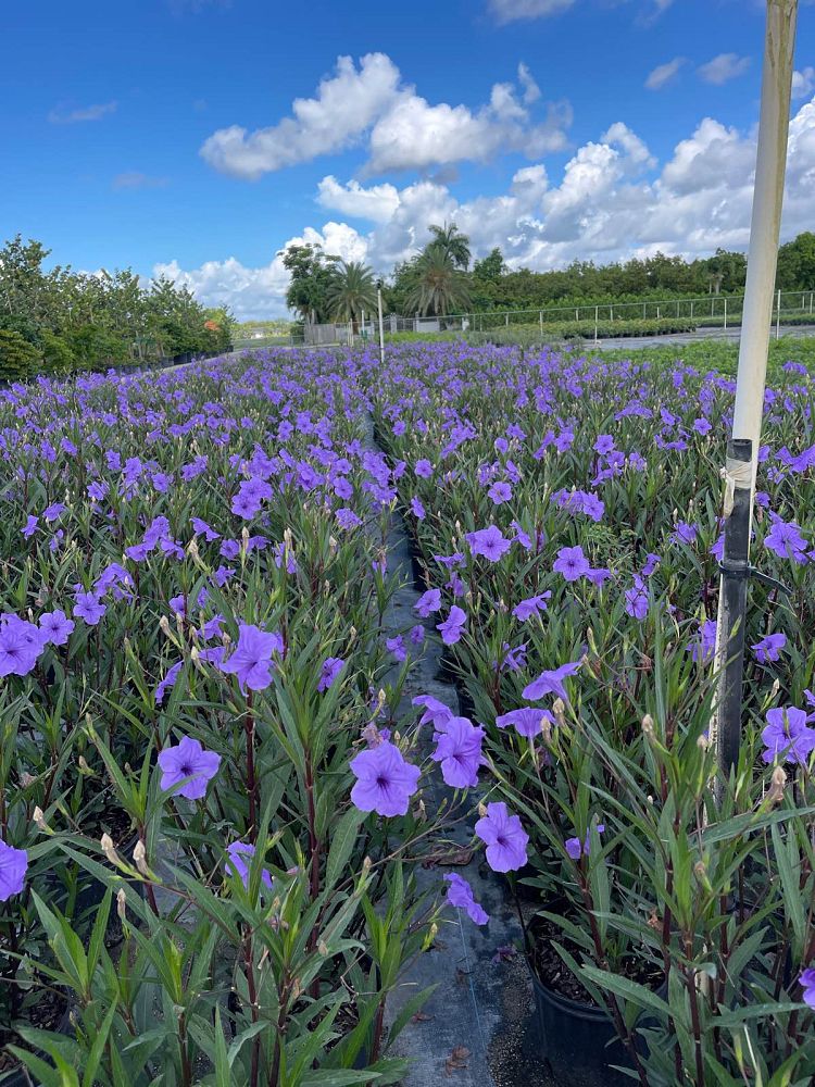 ruellia-brittoniana-purple-showers-mexican-bluebell-mexican-petunia