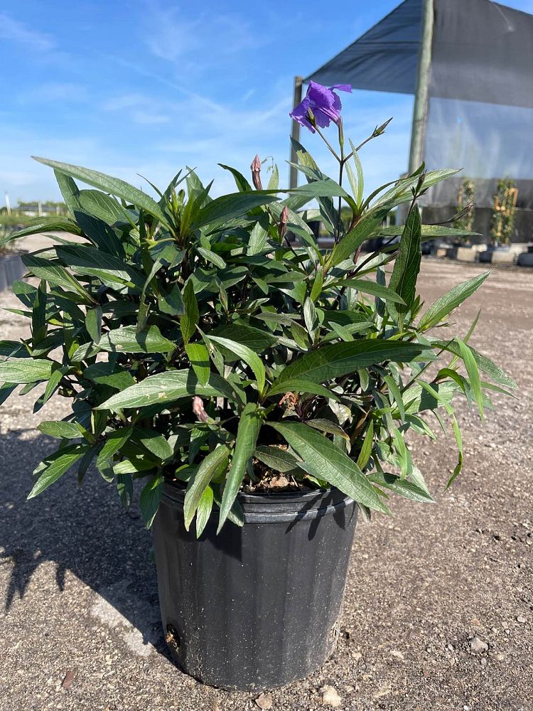 ruellia-brittoniana-purple-showers-mexican-bluebell-mexican-petunia