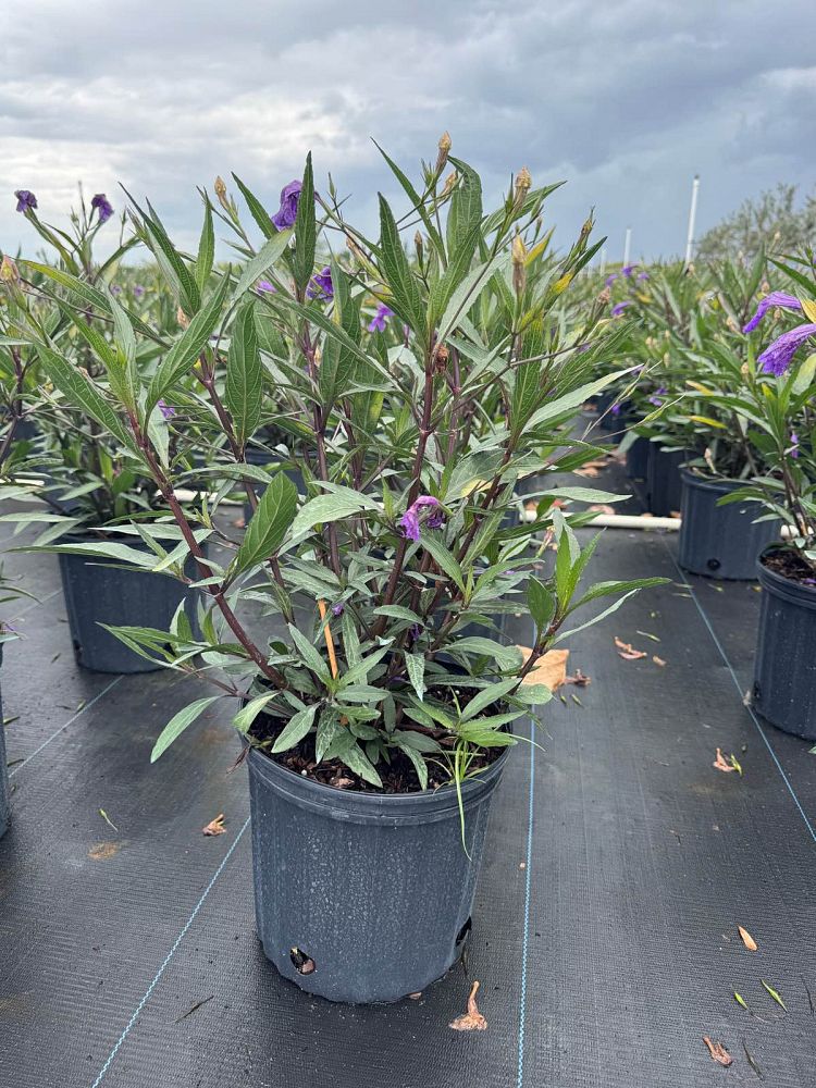 ruellia-brittoniana-purple-showers-mexican-bluebell-mexican-petunia
