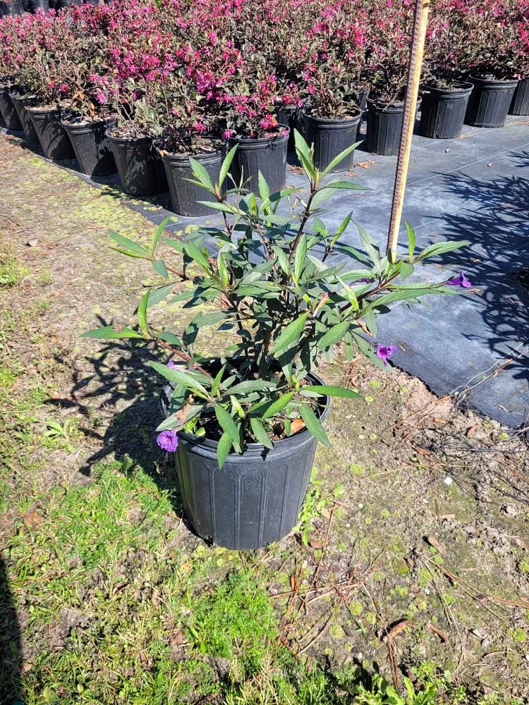 ruellia-brittoniana-purple-showers-mexican-bluebell-mexican-petunia