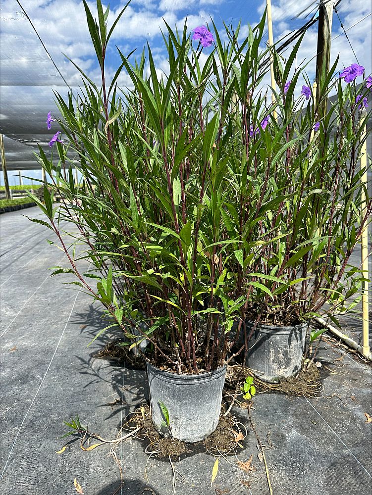 ruellia-brittoniana-purple-showers-mexican-bluebell-mexican-petunia