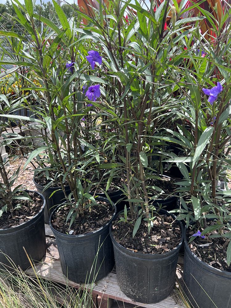 ruellia-brittoniana-purple-showers-mexican-bluebell-mexican-petunia