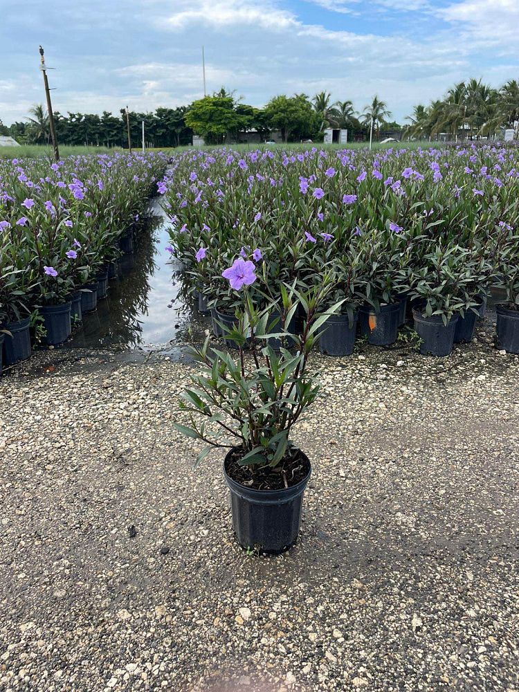 ruellia-brittoniana-purple-showers-mexican-bluebell-mexican-petunia