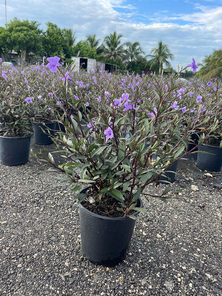 ruellia-brittoniana-purple-showers-mexican-bluebell-mexican-petunia
