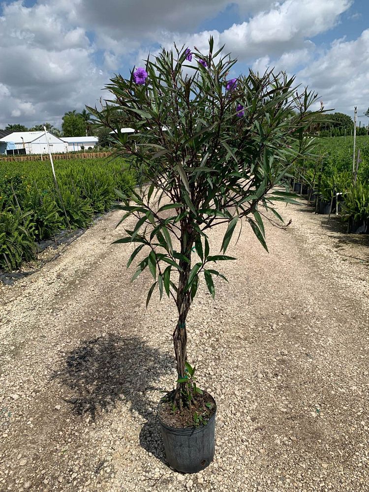 ruellia-brittoniana-purple-showers-mexican-bluebell-mexican-petunia