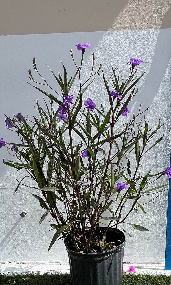 ruellia-brittoniana-purple-showers-mexican-bluebell-mexican-petunia