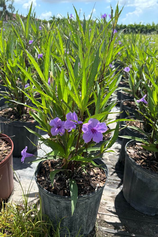 ruellia-brittoniana-purple-showers-mexican-bluebell-mexican-petunia