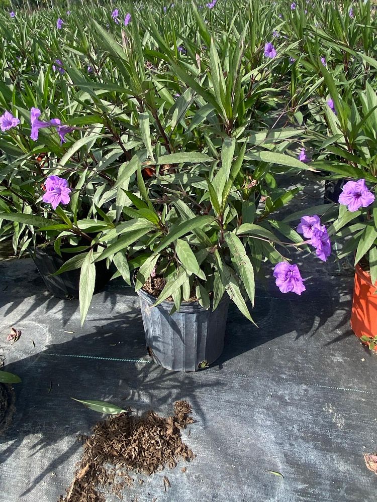 ruellia-brittoniana-purple-showers-mexican-bluebell-mexican-petunia