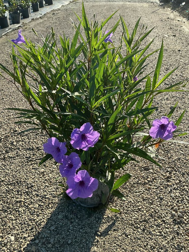 ruellia-brittoniana-purple-showers-mexican-bluebell-mexican-petunia