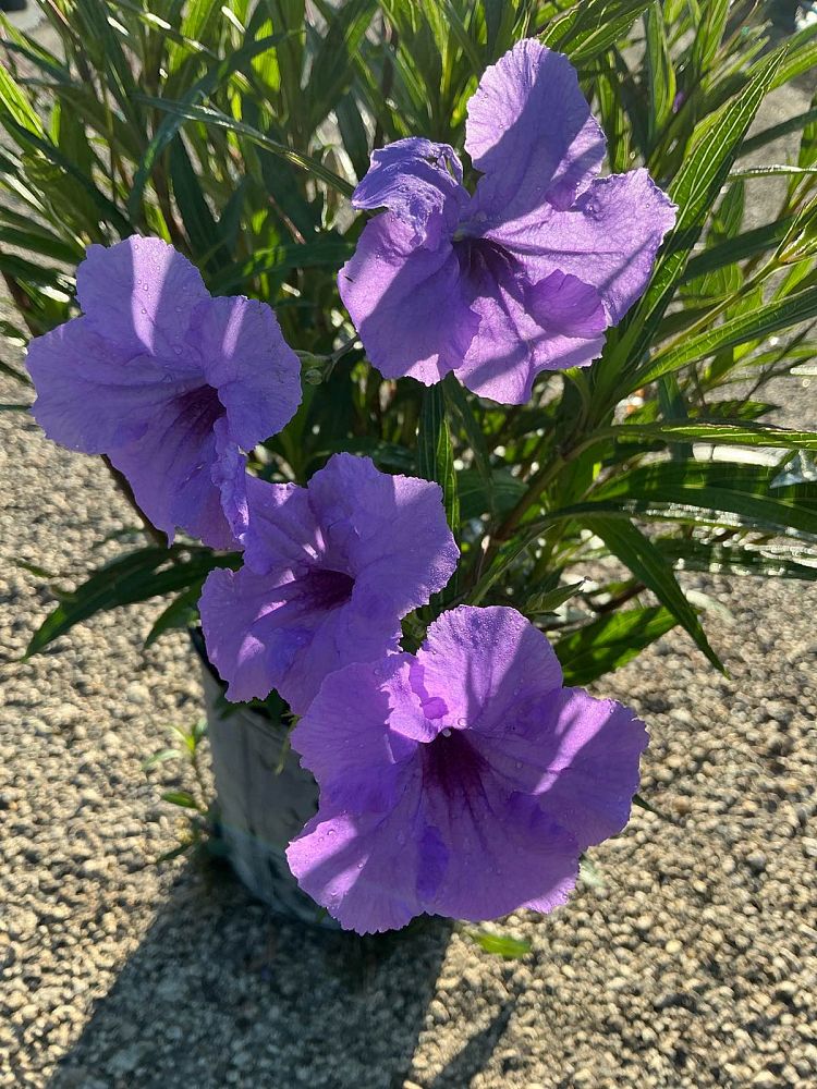 ruellia-brittoniana-purple-showers-mexican-bluebell-mexican-petunia