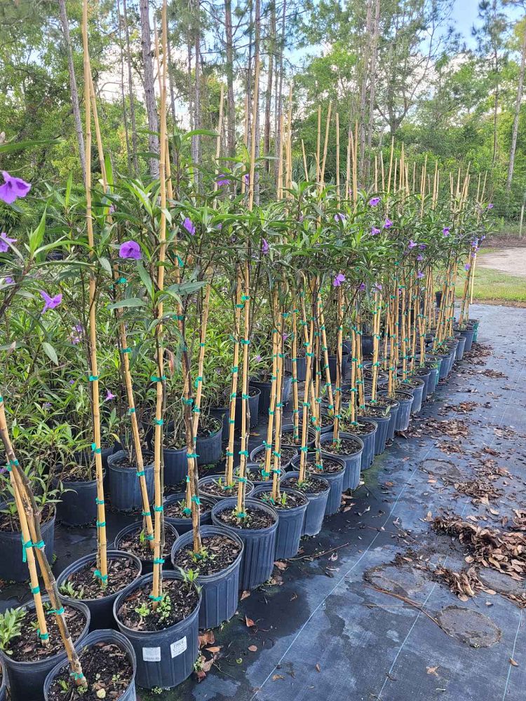 ruellia-brittoniana-purple-showers-mexican-bluebell-mexican-petunia