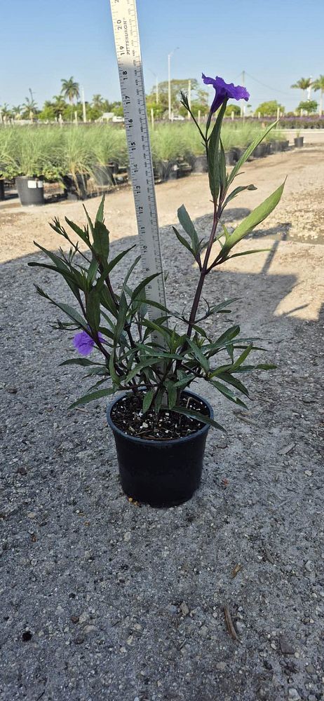 ruellia-brittoniana-purple-showers-mexican-bluebell-mexican-petunia